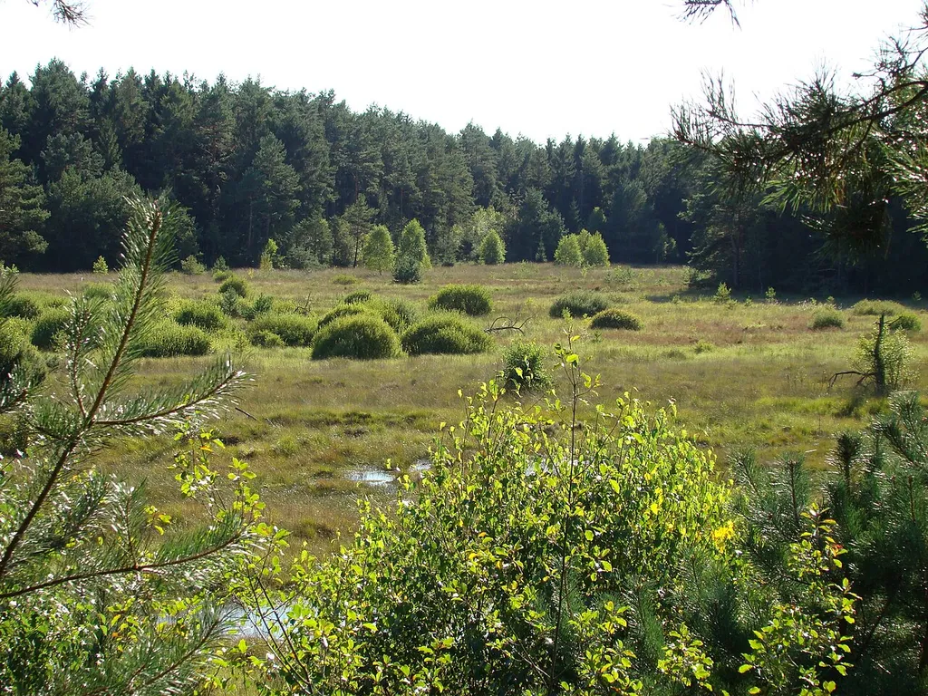Brambosteler Moor