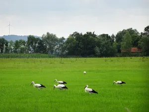 Werra-Aue zwischen Breitungen und Creuzburg