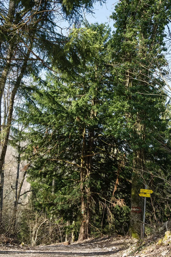 Eibe bei der Ruine Seisenburg