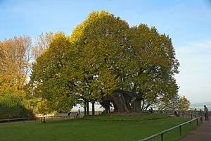 castle lime Augustusburg