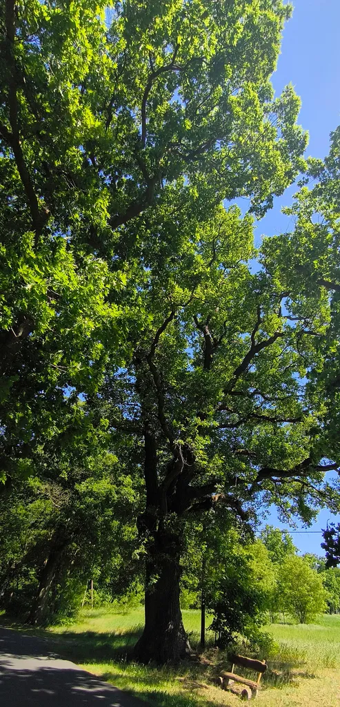 Stieleiche (Quercus robur) (Baum), Großbeuthen