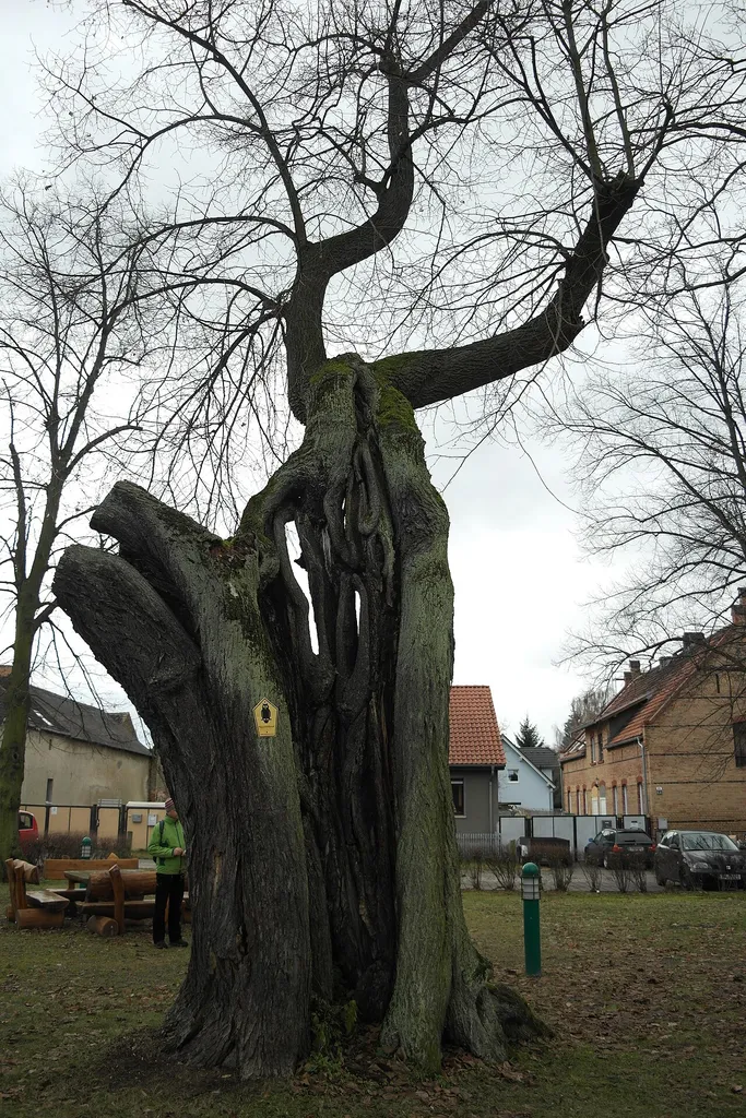 Dorfplatz Dahlewitz, Naturdenkmal. geschützte Linde