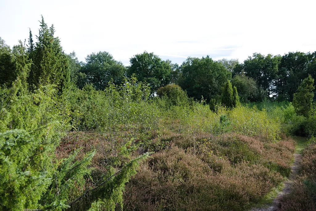 Heidelandschaft in Brünas Heide
