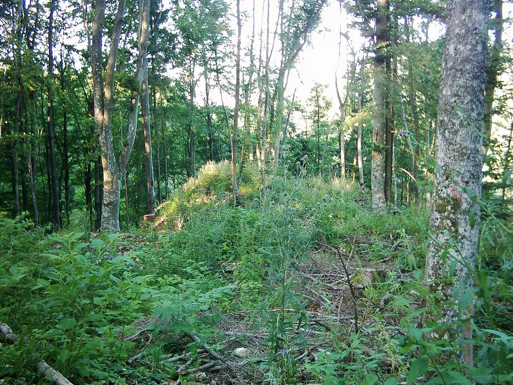 Das Bild wurde von mir selber gemacht. Es zeigt den Burgberg im Sommer, leicht überwuchert