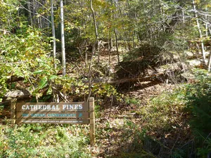 Cathedral Pines