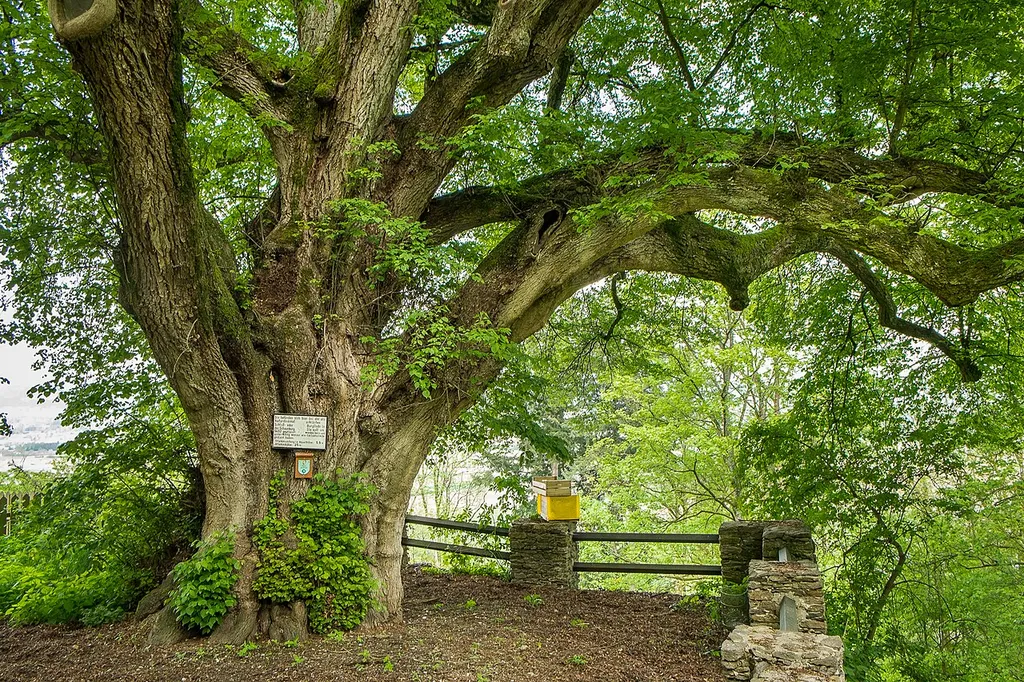 Burg oder Schlosslinde in Schaunberg