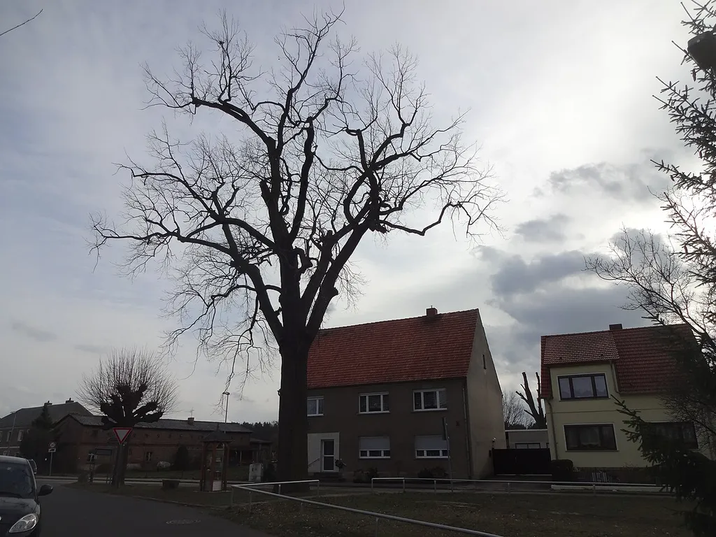 als Naturdenkmal geschützte Friedens-Eiche in Nahmitz