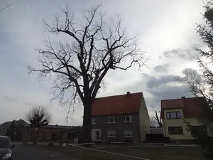Friedens-Eiche