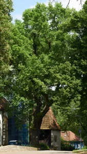 Eiche bei der Michaeliskirche