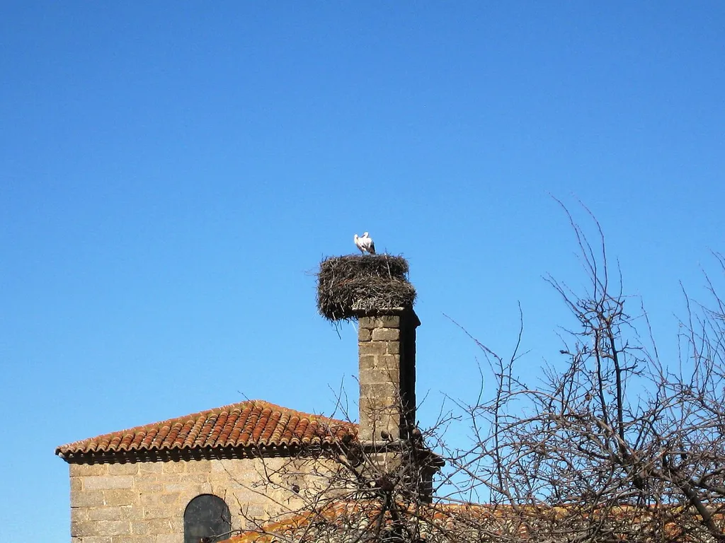 Cigüeñas en nido sobre la espadaña de la torre de la Iglesia (Villafranca de la Sierra; España)
