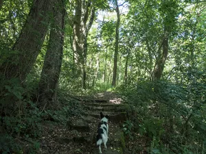 Wald an der Hallburg