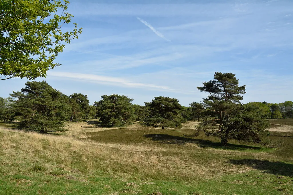 Heideflächen bei Kellinghusen