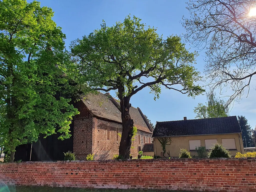 Das Naturdenkmal Stieleiche 1 neben der Kirche in Steinkirchen, einem Ortsteil von Lübben (Spreewald) im Landkreis Dahme-Spreewald in Brandenburg.