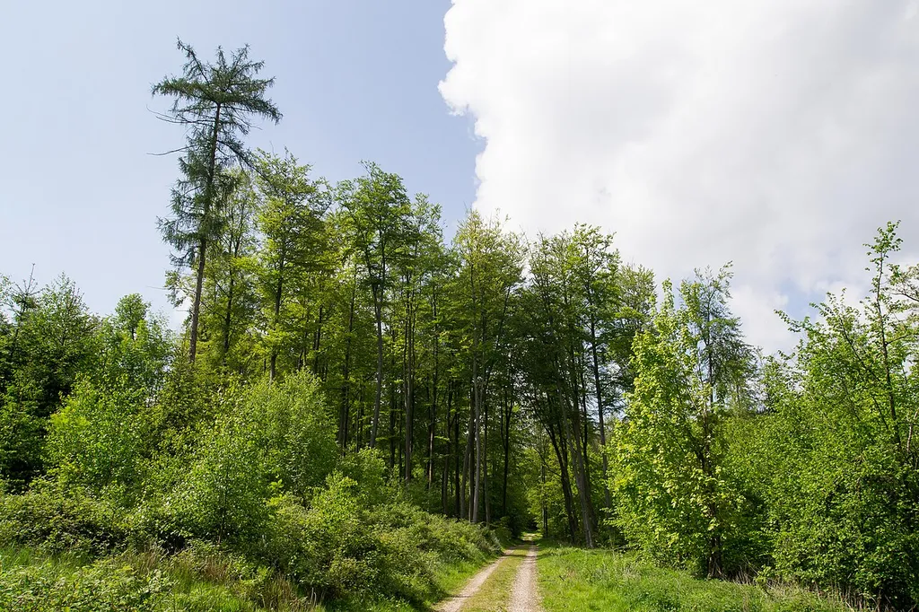 Naturschutzgebiet "Buchenwald am Südosthang der Grotenburg" in Detmold