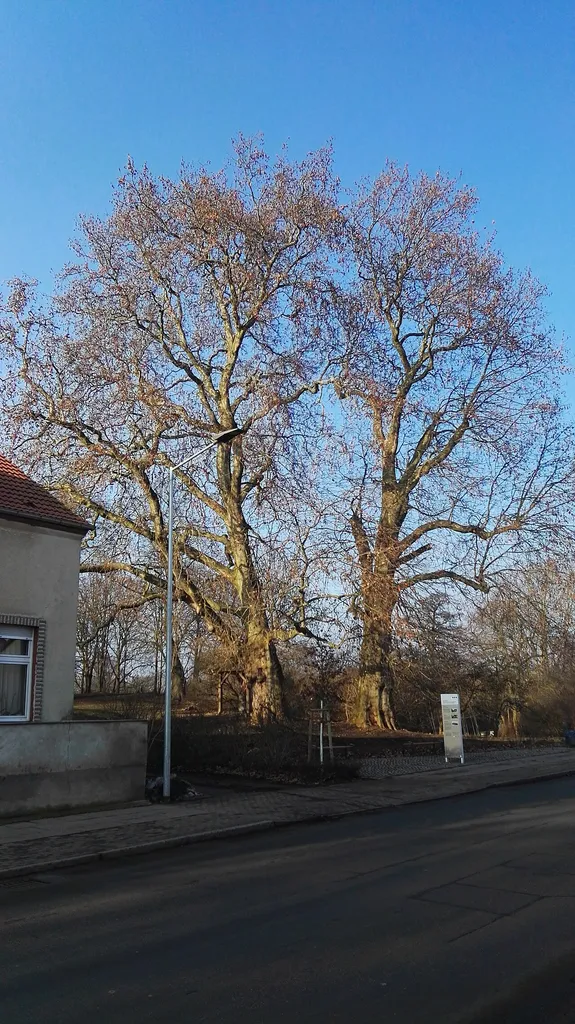 2 Platanen auf dem Burgwall Friesack, Naturdenkmal