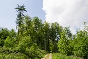 Buchenwald am Südosthang der Grotenburg