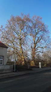 Naturdenkmal Zwei Platanen am Burgwall