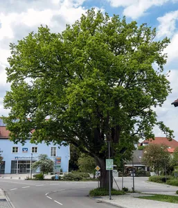 Burgthanner Alteiche