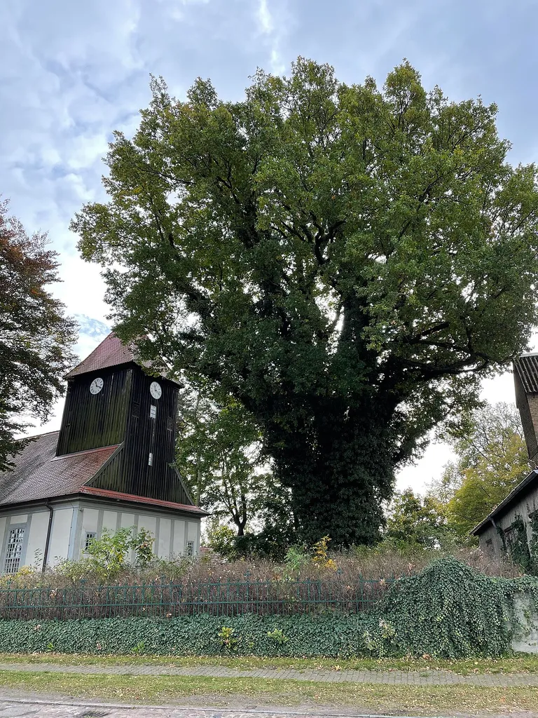 Naturdenkmal Stieleiche vor der Kirche in Beetz