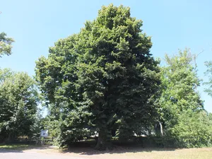 Naturdenkmal Sommer-Linde