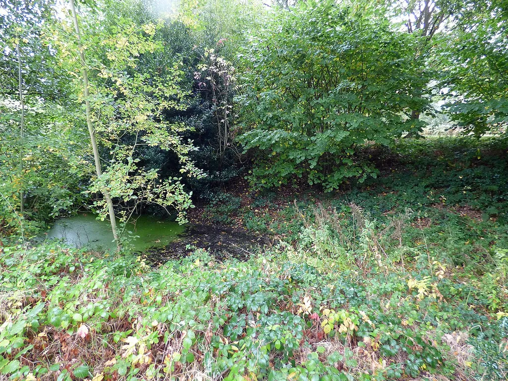 Overgrown Moated Site at Shawbury