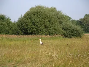 Mooswälder bei Freiburg