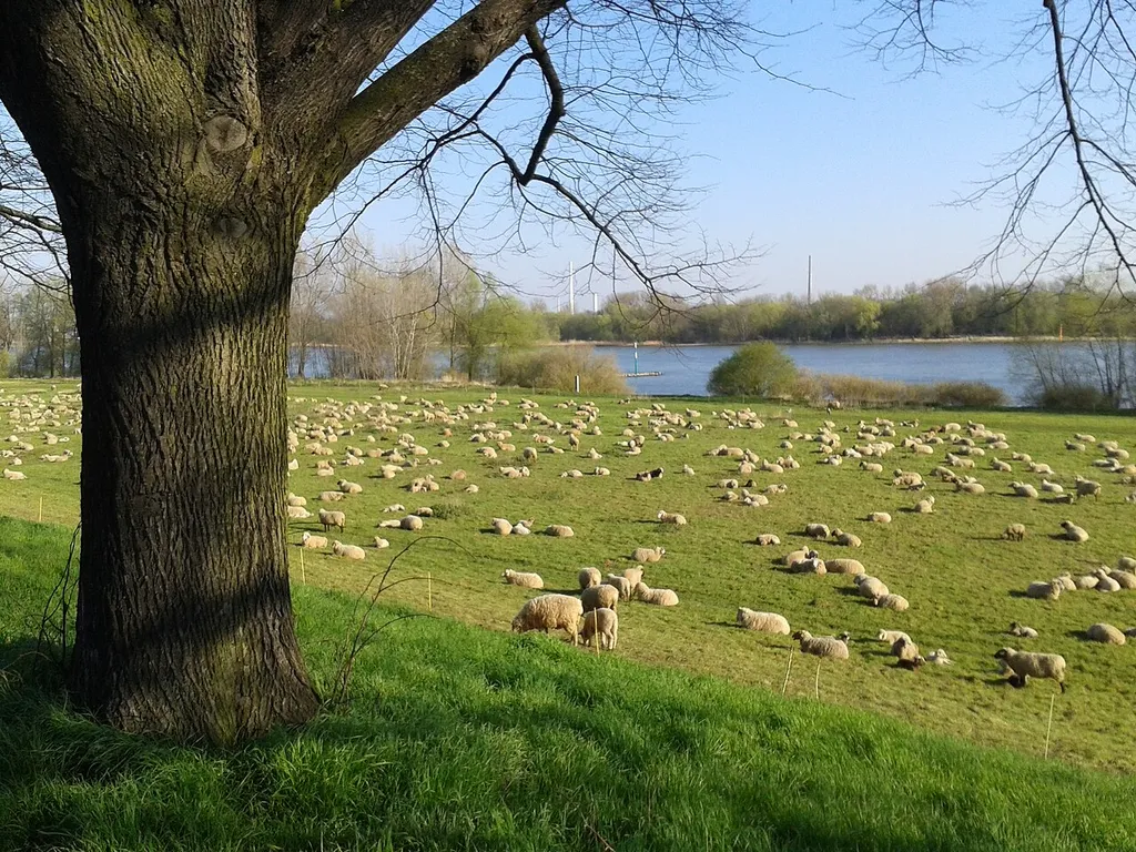 Herde von Hausschafen (Ovis aries aries) hinter einer kahlen Frühlingslinde Landschaftsschutzgebiet: LSG-Rhein, Rheinauen und Uferbereiche von Flittard bis Rodenkirchen; auf Höhe des Niehler Hafens, Am Molenkopf 11, 50735 Köln - Niehl
