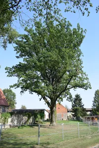 Naturdenkmal Stiel-Eiche ca. 6 m südlich hinter der Kirchenmauer in Löhme