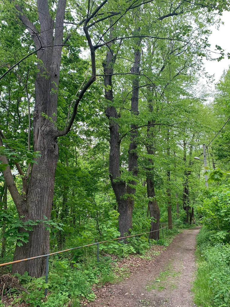 Naturdenkmal Lindenallee und Schlosshang in Wiesenburg