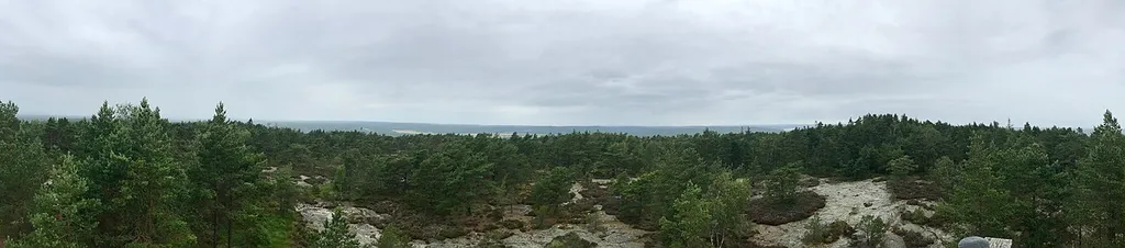 Björnerödspiggen