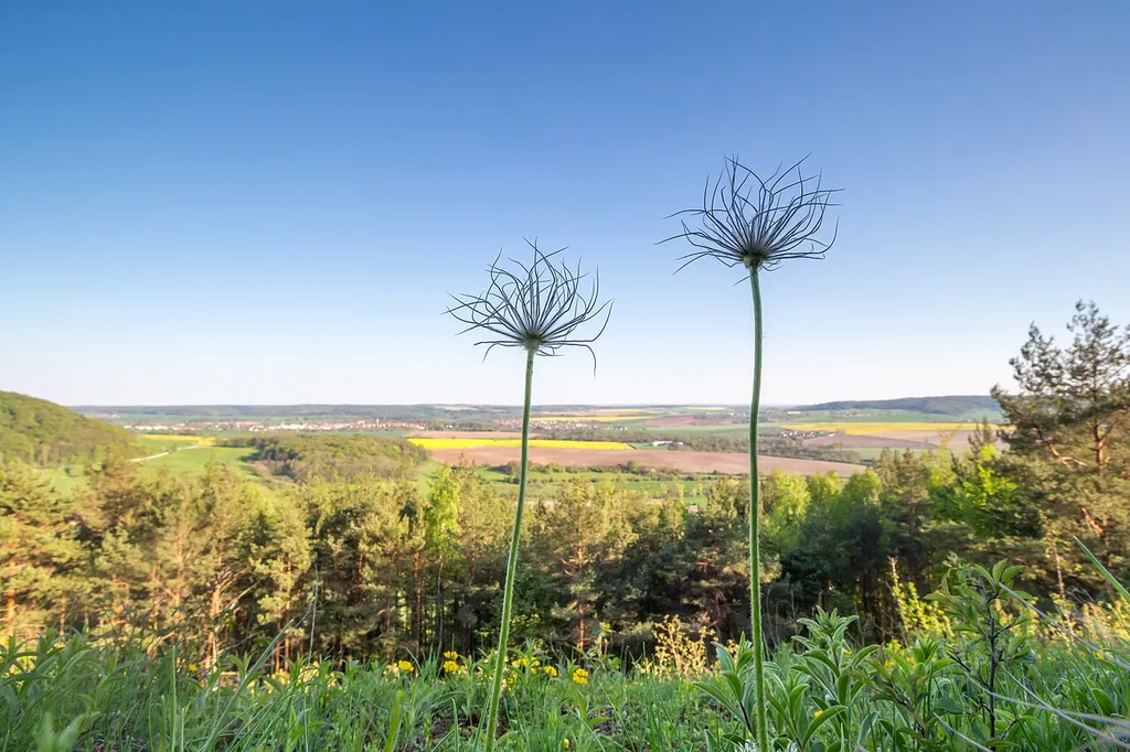 Pflanzenvielfalt im Naturschutzgebiet "Gleistalhänge" bei Jena, Bürgel im Hintergrund