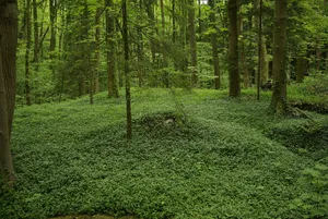 LSG Bischofsmeilwald, Schutz von Landschaftsteilen im Gebiet des Landkreises Erlangen (LSG im Bereich der Gemeinde Bubenreuth)