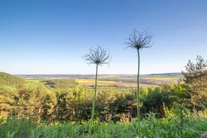 Tautenburger Forst - Hohe Lehde - Gleistalhänge
