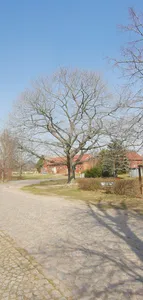Naturdenkmal Stieleiche am Spielplatz Frauenhorst