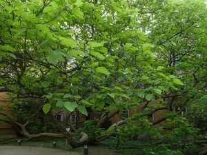 Südlicher Trompetenbaum Wartenburgstraße 1