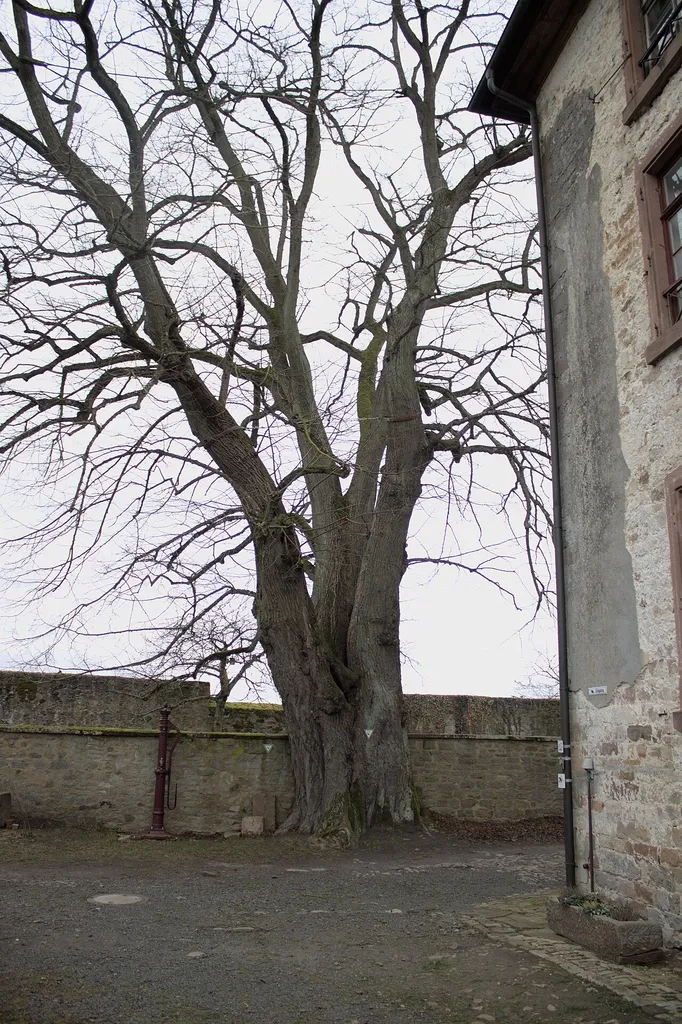 Diese Linde im Burghof der Burg Homberg ist fest mit der Burgmauer verwachsen. Sie steht unter Naturschutz.