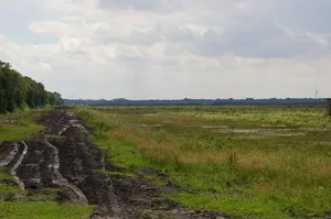 Borsteler Moor