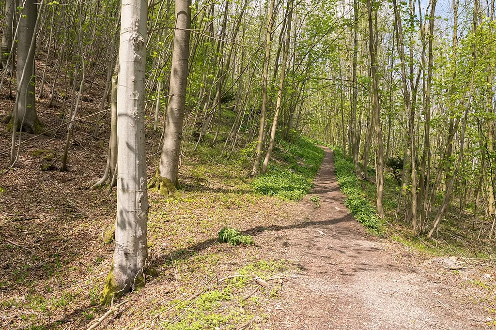 Sachsenweg am Iberg im Naturschutzgebiet Iburg-Aschenhütte, Bad Driburg, Kreis Höxter