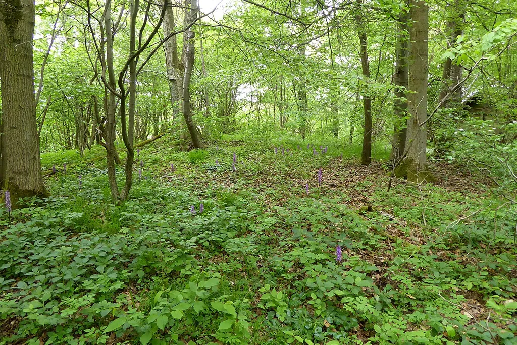Orchideen auf dem Gladeberg bei Asche, Stadt Hardegsen, Südniedersachsen nahe dem Naturdenkmal "Orchideen am Gladeberg")