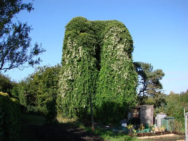 Remains of Barnham St Martin's church