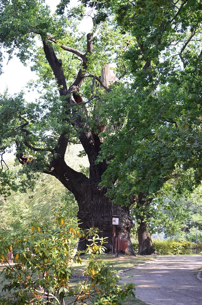 Rieseneiche in Hornow, Naturdenkmal des Landkreises Spree-Neiße Nr. 46., von Westen.