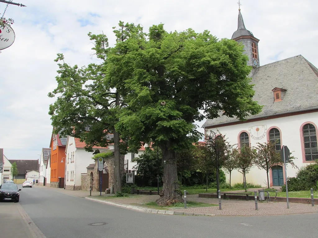 Naturdenkmal 2 Linden vor der evangelischen Kirche in Büttelborn