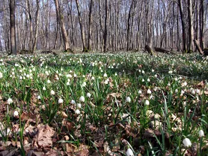 Boyneburg und Schickeberg bei Breitau