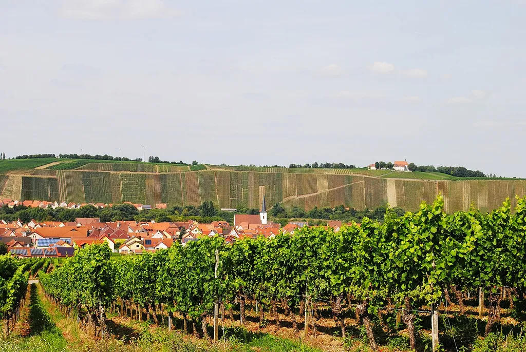 Nordheim, Vogelsburg, vom Kreuzberg aus gesehen, Panorama