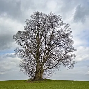 Bergahorn bei der Riesenburg