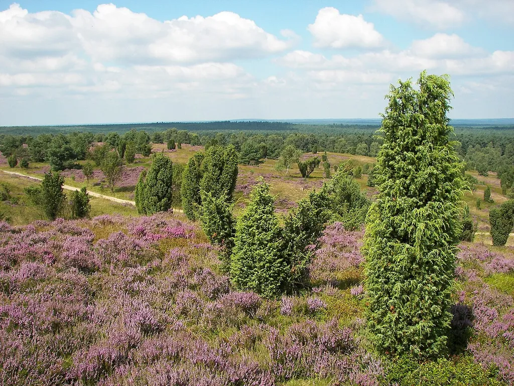 Blick vom Wilseder Berg