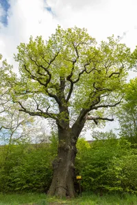 Stiel Eiche Schilfteich Frankenberg