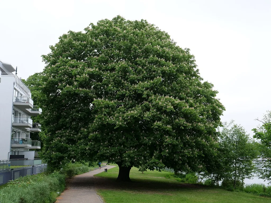 Als Naturdenkmal geschützte Rosskastanie an der Havel in Berlin-Hakenfelde.