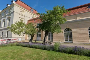 Kirschpflaume - Myrobalane Park Schloss Charlottenburg, am Westflügel des Schlosses, auf Höhe Spandauer Damm 29