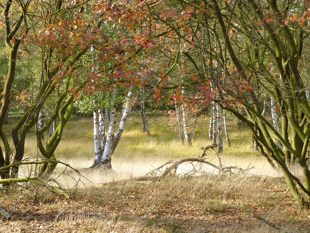 Tillenberge